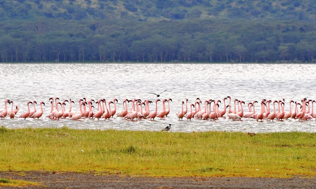 flamingo, kenya, nakuru