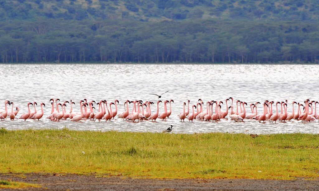 flamingo, kenya, nakuru, birds, nature, safari, nakuru, nakuru, nakuru, nakuru, nakuru